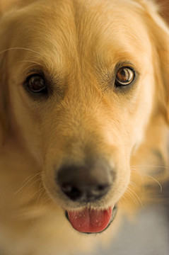 金毛獵犬