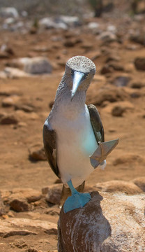 藍腳鰹鳥