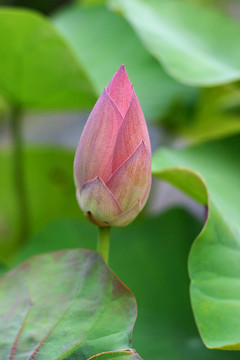 荷花花蕾