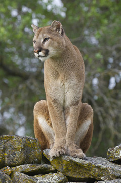 獅子山
