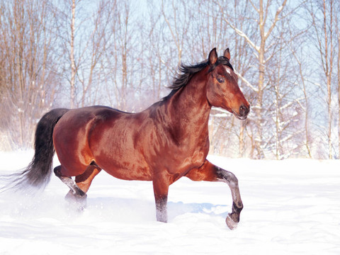 在雪地上奔跑的海灣馬