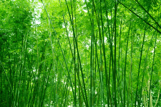 竹林
