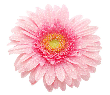 粉色非洲菊