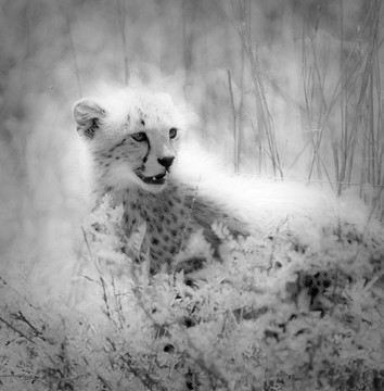 獵豹的幼崽
