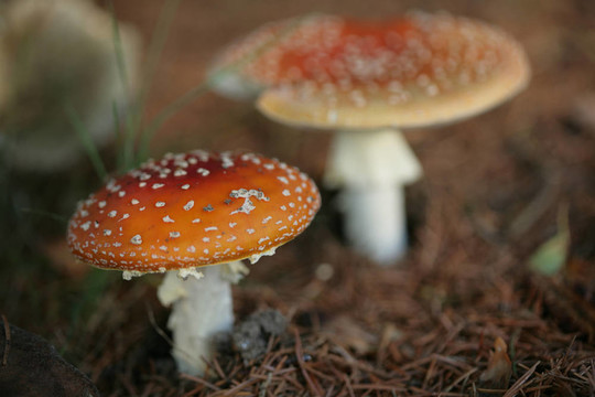 毒蠅鵝膏