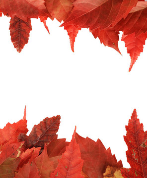 紅秋葉緣