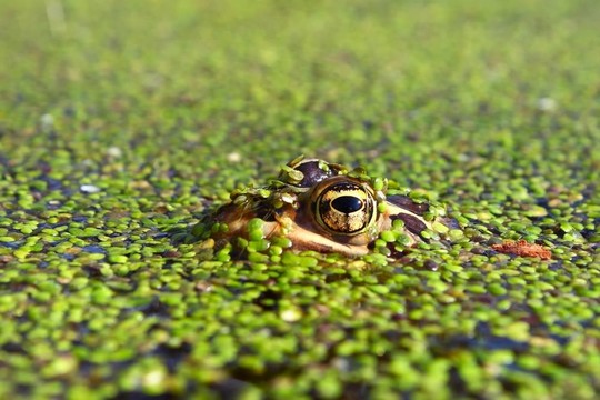 北方豹蛙（Rana pipiens）