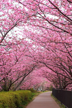 櫻花路