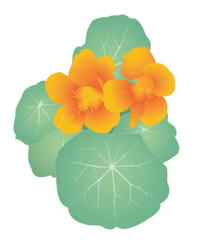 花園里的花