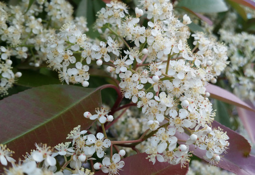紅葉石楠 開花