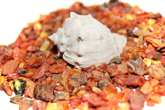 seshell