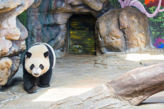 動物園熊貓