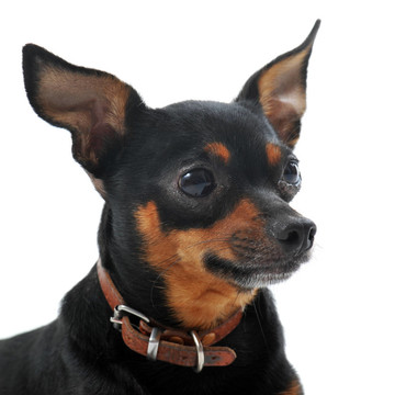 迷你杜賓犬