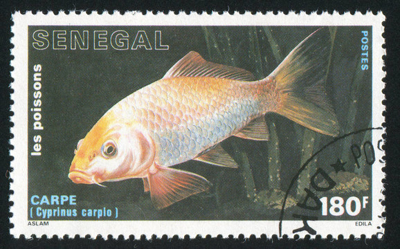鯉魚