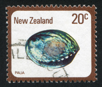 贝壳Paua