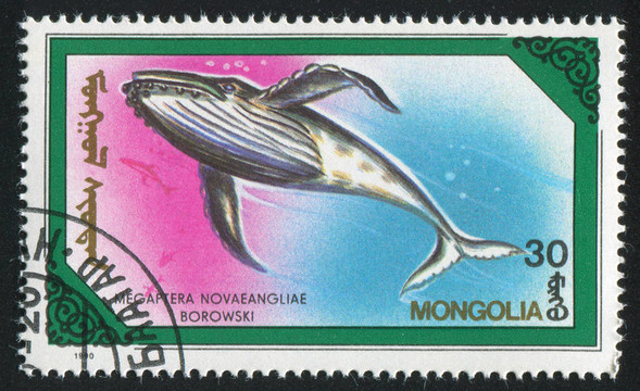 鯨魚Megaptera novaeangliae