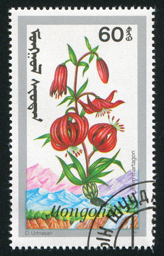 歐洲百合花
