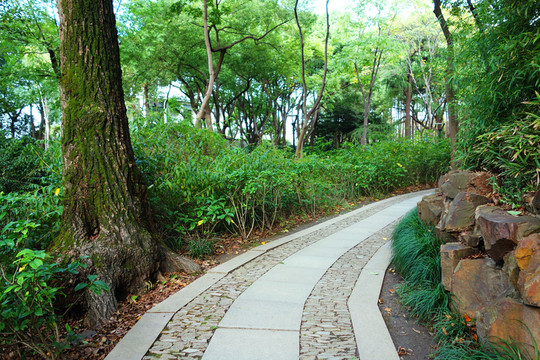 公園里的小路