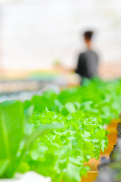 水培蔬菜