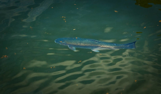 藍色的魚