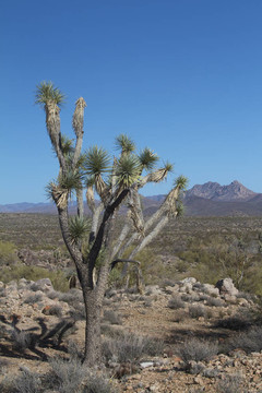 沙漠中的Joshua Tree