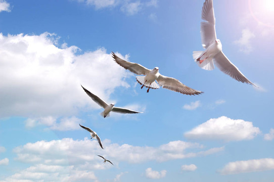 天空中的鳥群