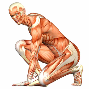 男性人體解剖