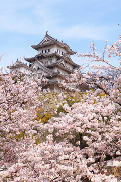 日本城堡櫻花盛開(kāi)