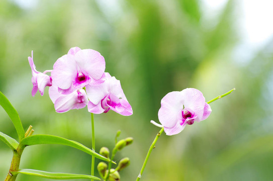 蘭花