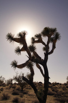 Joshua Tree在森塞特