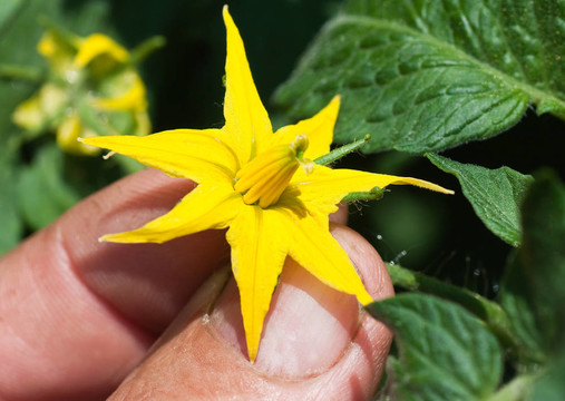 番茄花