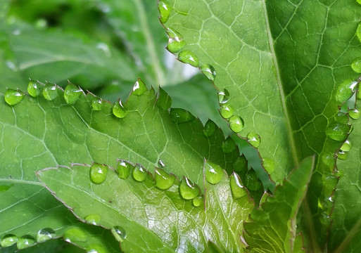 葉子邊緣的露水珠