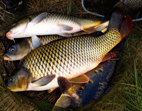 鯉魚