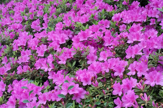 山杜鵑花