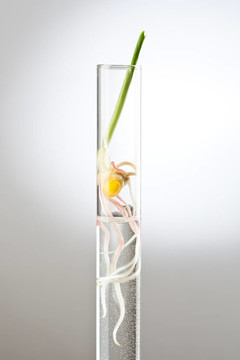 小植物