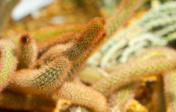 金鼠尾（cleistocactus aureispinus）
