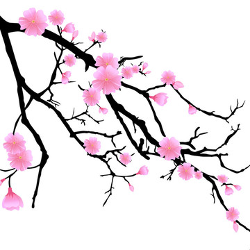 櫻花枝