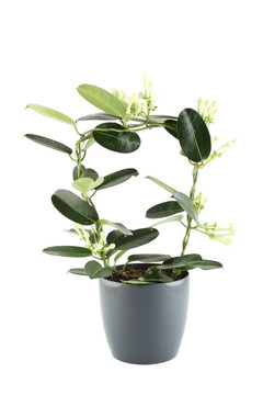 盆栽植物
