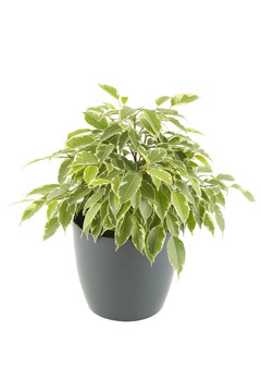 無(wú)花果樹(shù)