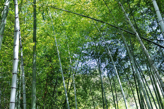 竹林