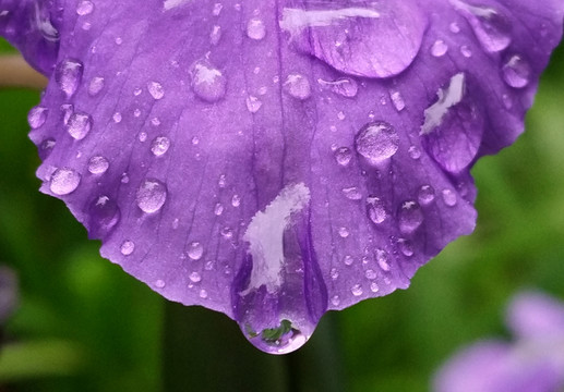 雨露蝴蝶蘭