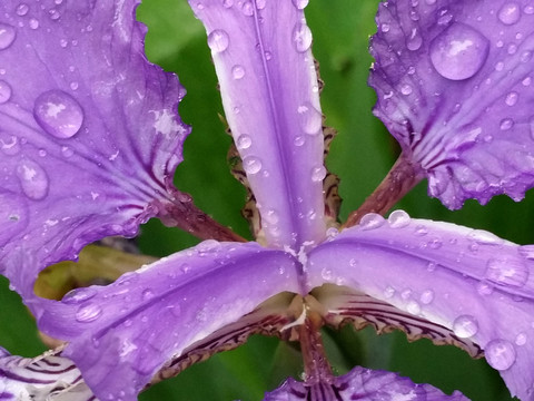 雨露蝴蝶蘭