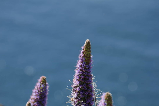 驕傲的Madeira Flowers