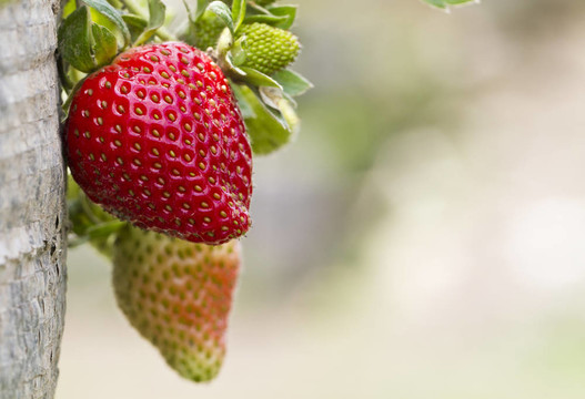 Strawberry Close