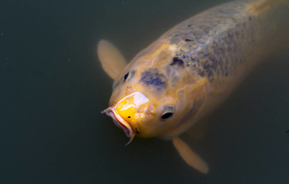 黃色的錦鯉魚