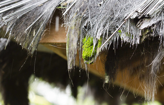 苔蘚與Straw Roof