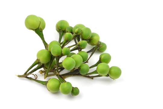 刺天茄