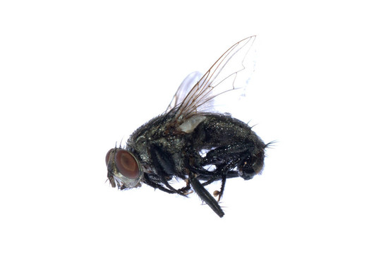 死蒼蠅的昆蟲