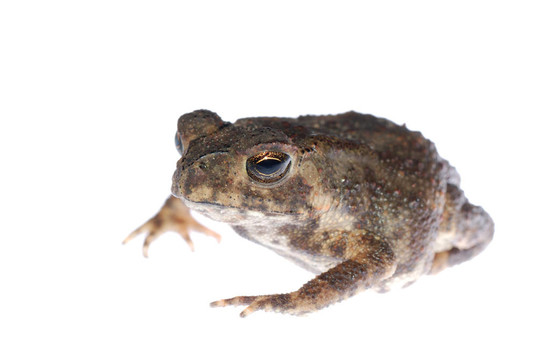動物青蛙蟾蜍