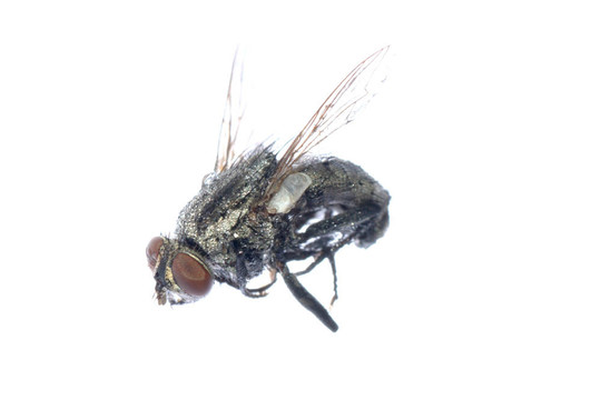 死蒼蠅的昆蟲